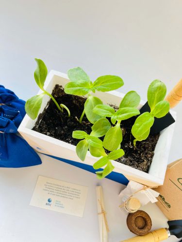 Regalo ecológico: Kit de siembra Bioambientar con mini huerta en casa para cultivar plantas aromáticas.